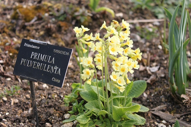 Primevère pulverulente (Primula pulverulenta)