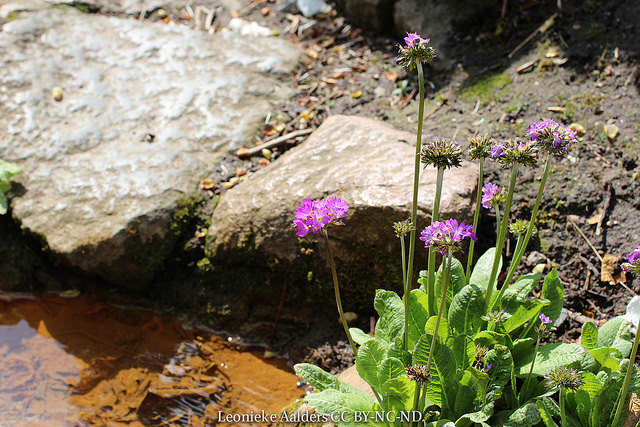 Primevère rose (Primula rosea)