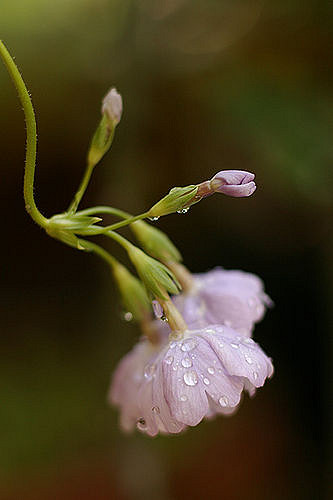Primevère de siebold (Primula sieboldii)