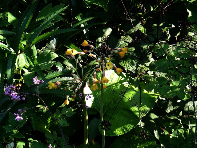 Primevère sikkimensis