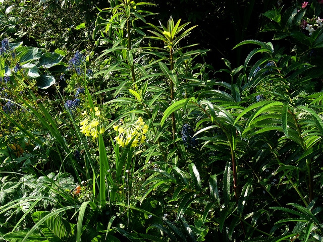 Primevère sikkimensis