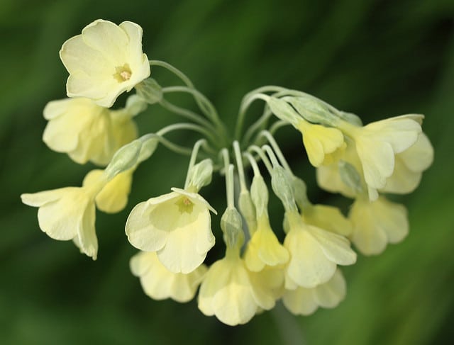 Primevère sikkimensis (Primula sikkimensis)