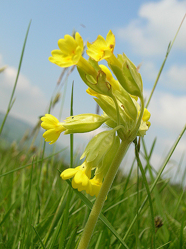 Primevère officinale