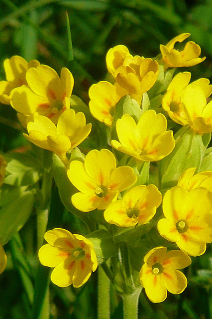 Primevère officinale