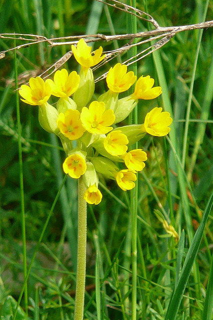 Primevère officinale