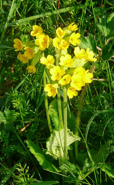 Primevère officinale