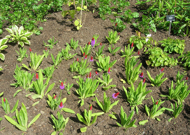 Primevère des marais (Primula vialii)