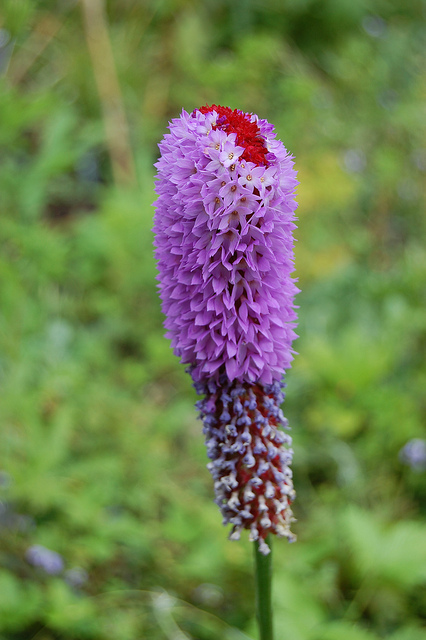 Primevère des marais