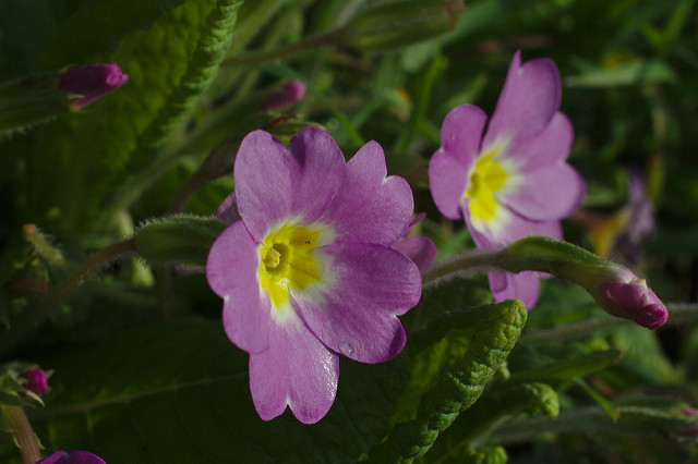 Primevère des jardins
