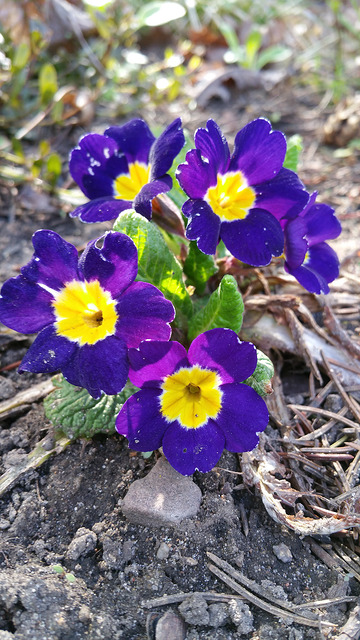 Primevère des jardins