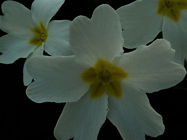 Primevère des jardins (Primula vulgaris)