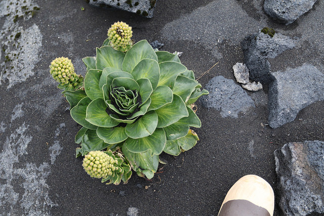 Chou de kerguelen (Pringlea antiscorbutica)