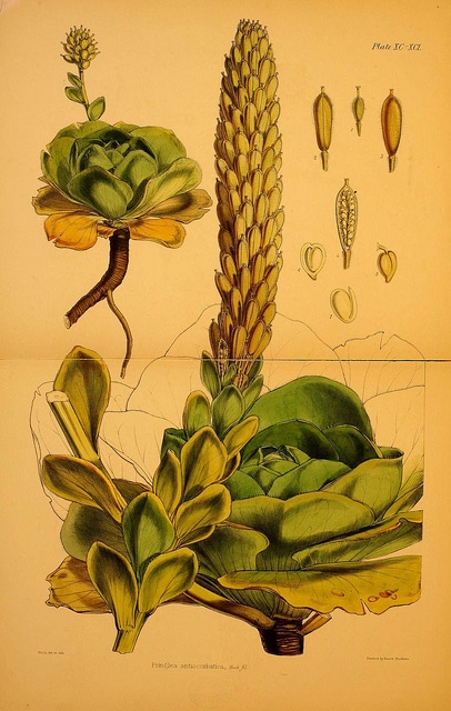 Chou de kerguelen