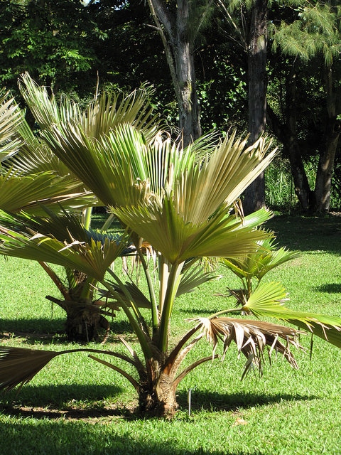 Pritchardia arecina