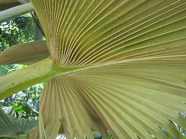 Pritchardia arecina