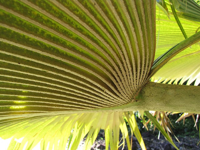 Pritchardia arecina