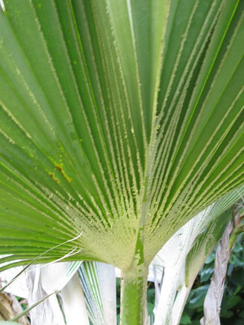 Pritchardia arecina