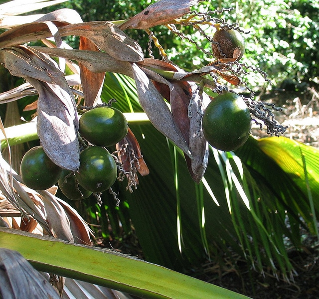Pritchardia beccariana