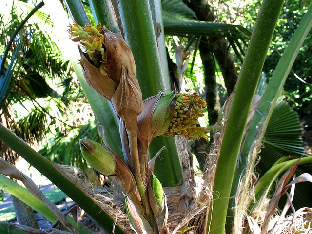 Pritchardia beccariana