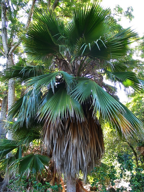 Pritchardia beccariana