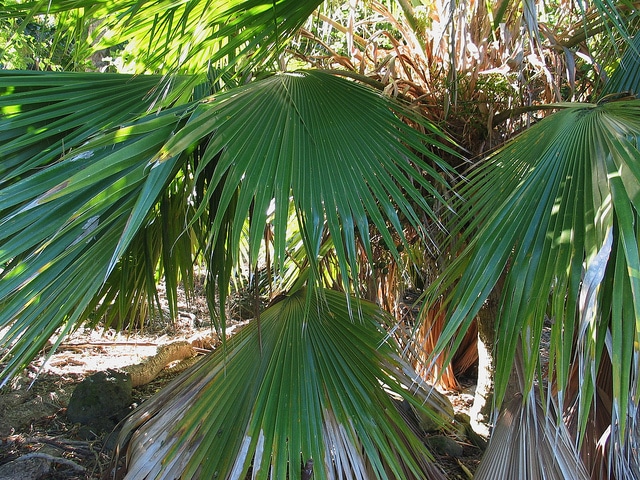 Pritchardia beccariana
