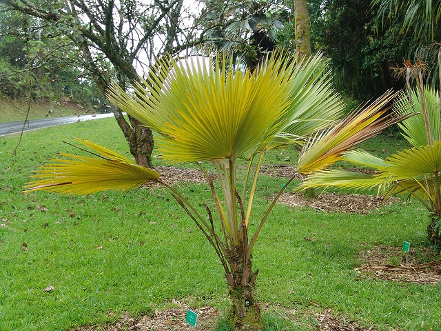 Pritchardia hardyi