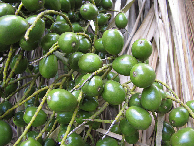 Pritchardia kaalae
