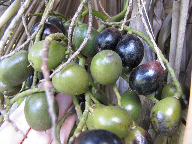Pritchardia kaalae