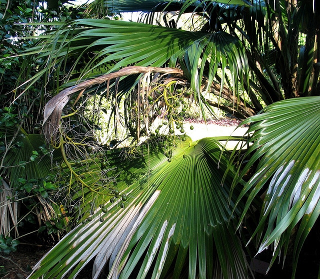 Pritchardia kaalae