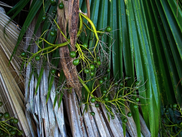 Pritchardia kaalae