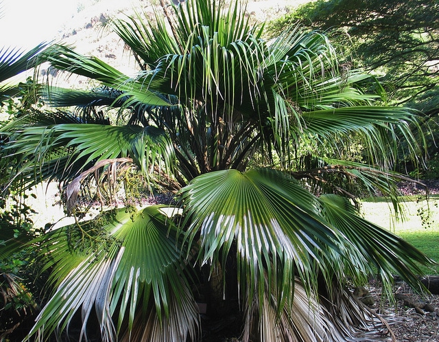 Pritchardia kaalae