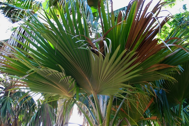 Pritchardia lanigera (Pritchardia lanigera)