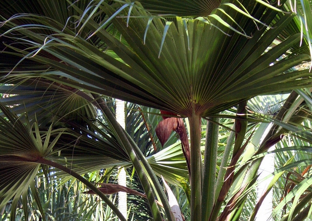 Pritchardia lowreyana