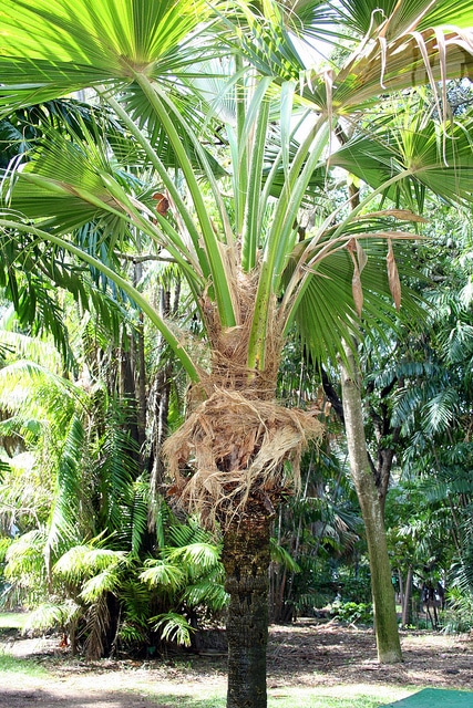 Pritchardia lowreyana