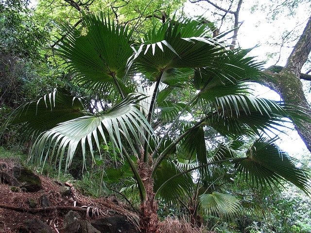 Pritchardia lowreyana