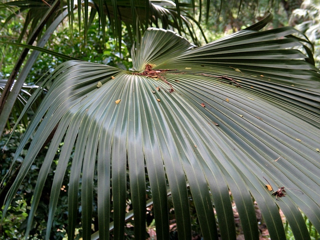 Pritchardia lowreyana