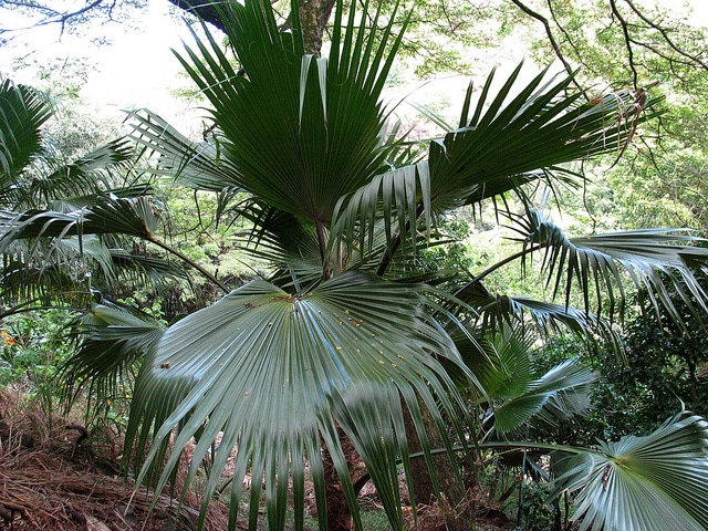 Pritchardia lowreyana