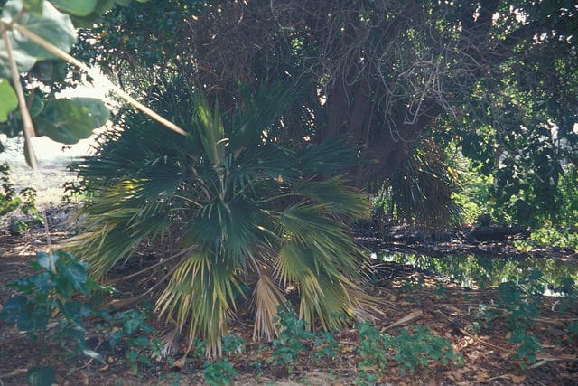 Pritchardia maideniana (Pritchardia maideniana)