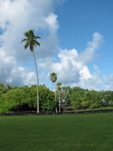 Pritchardia maideniana