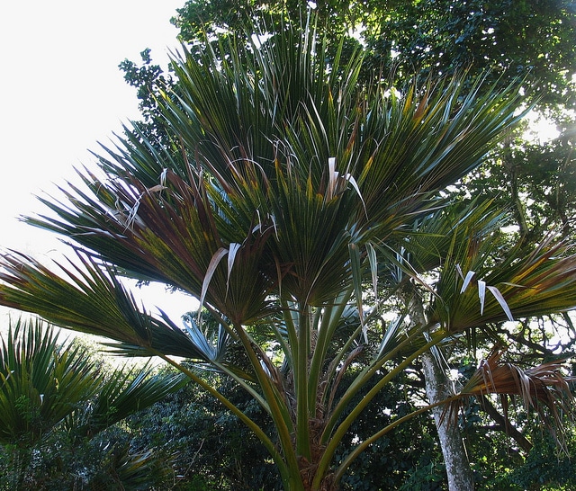 Pritchardia maideniana