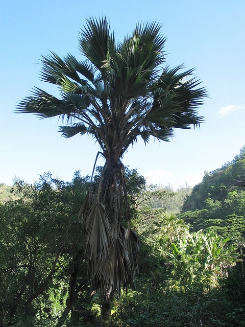 Pritchardia maideniana