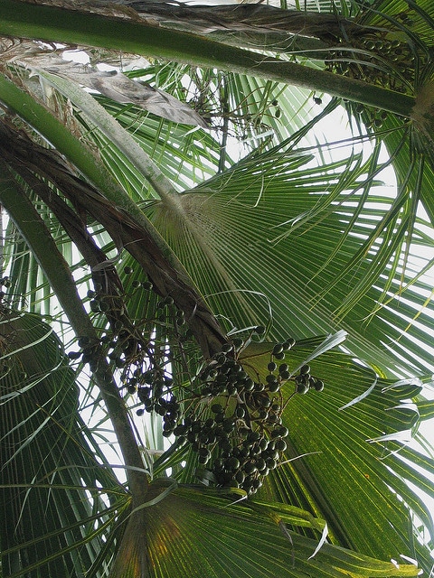 Pritchardia maideniana