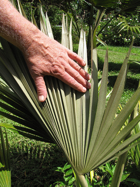 Pritchardia martii