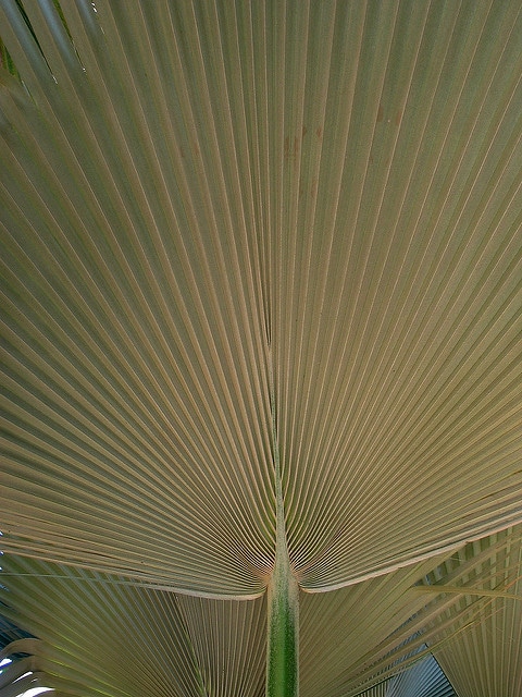 Pritchardia martii