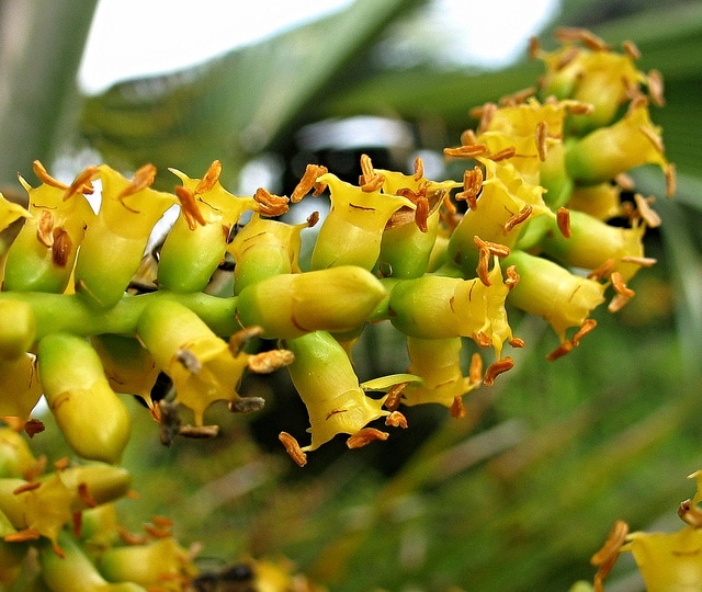 Pritchardia martii