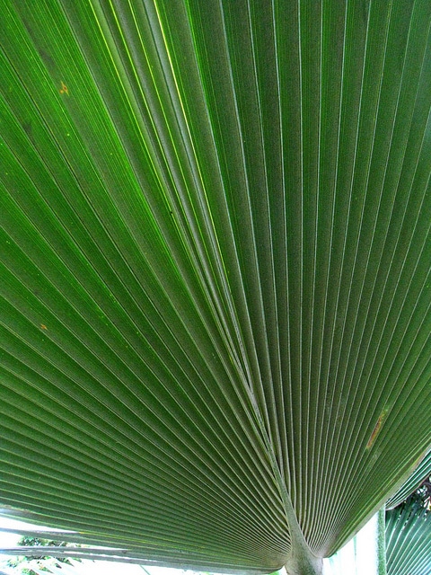 Pritchardia martii