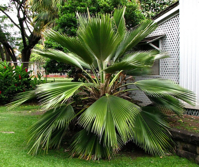 Pritchardia martii (Pritchardia martii)