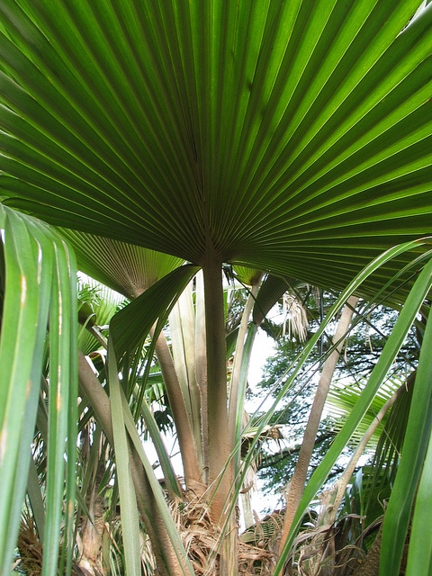 Pritchardia minor