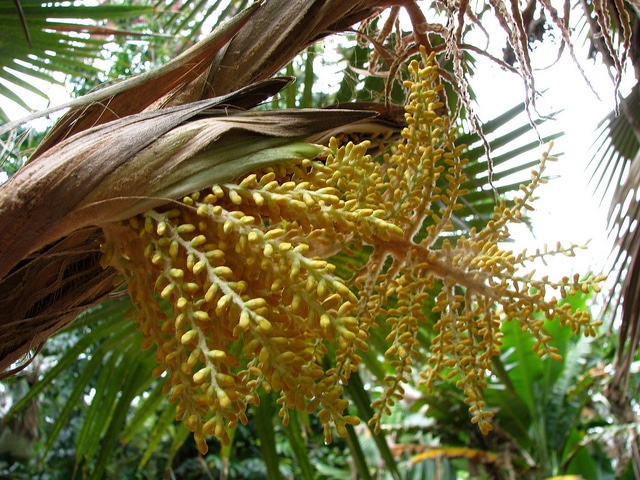 Pritchardia minor
