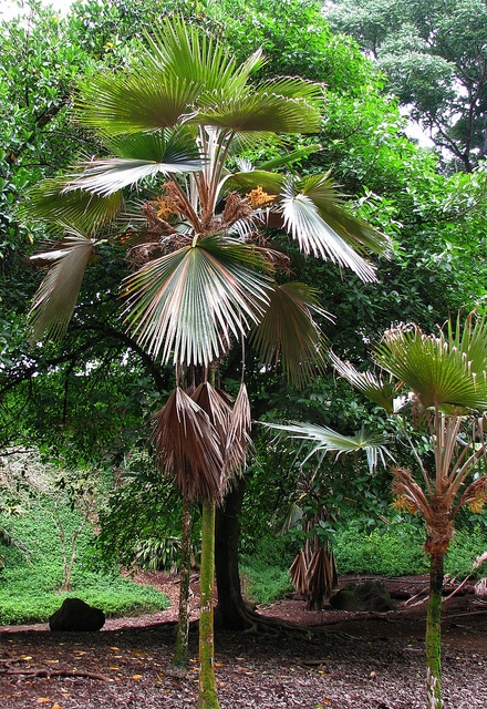 Pritchardia minor